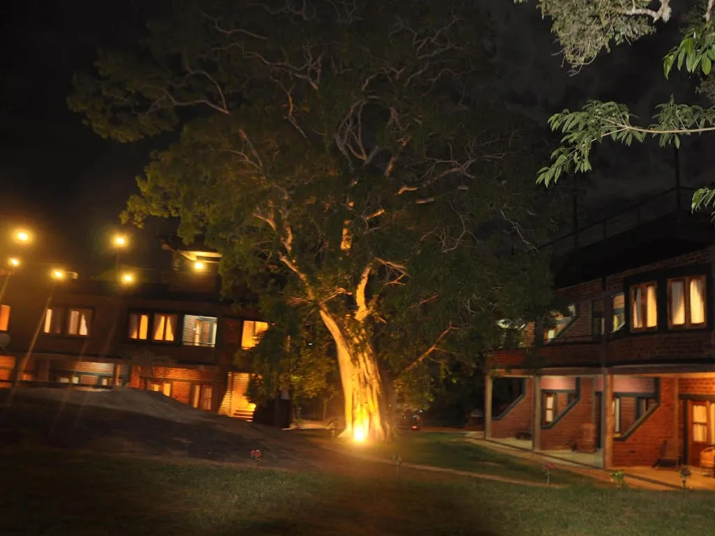 A large tree lit at night between the lodge wings at Vintara Eco